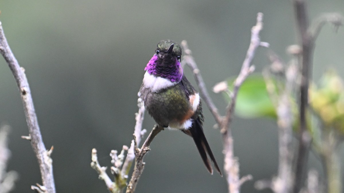 Purple-throated Woodstar - ML645989012