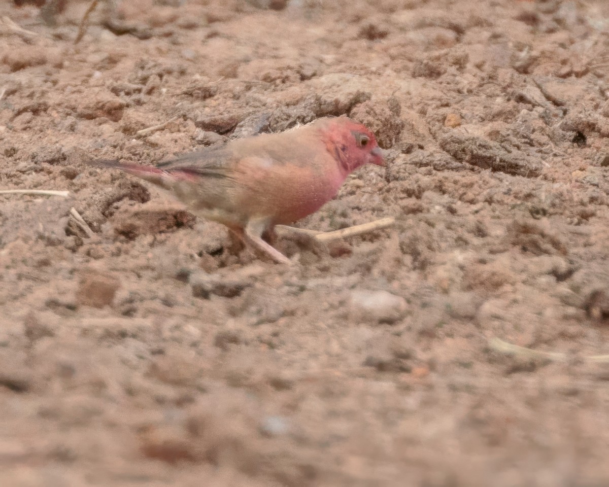 Red-billed Firefinch - ML645989013