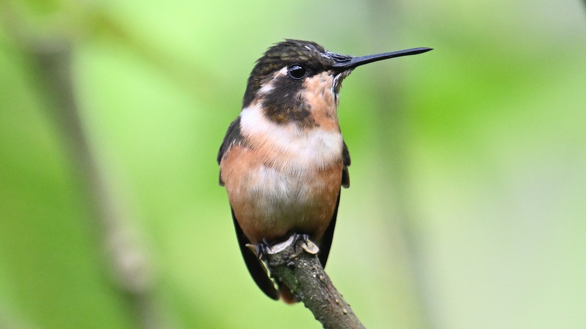 Purple-throated Woodstar - ML645989014