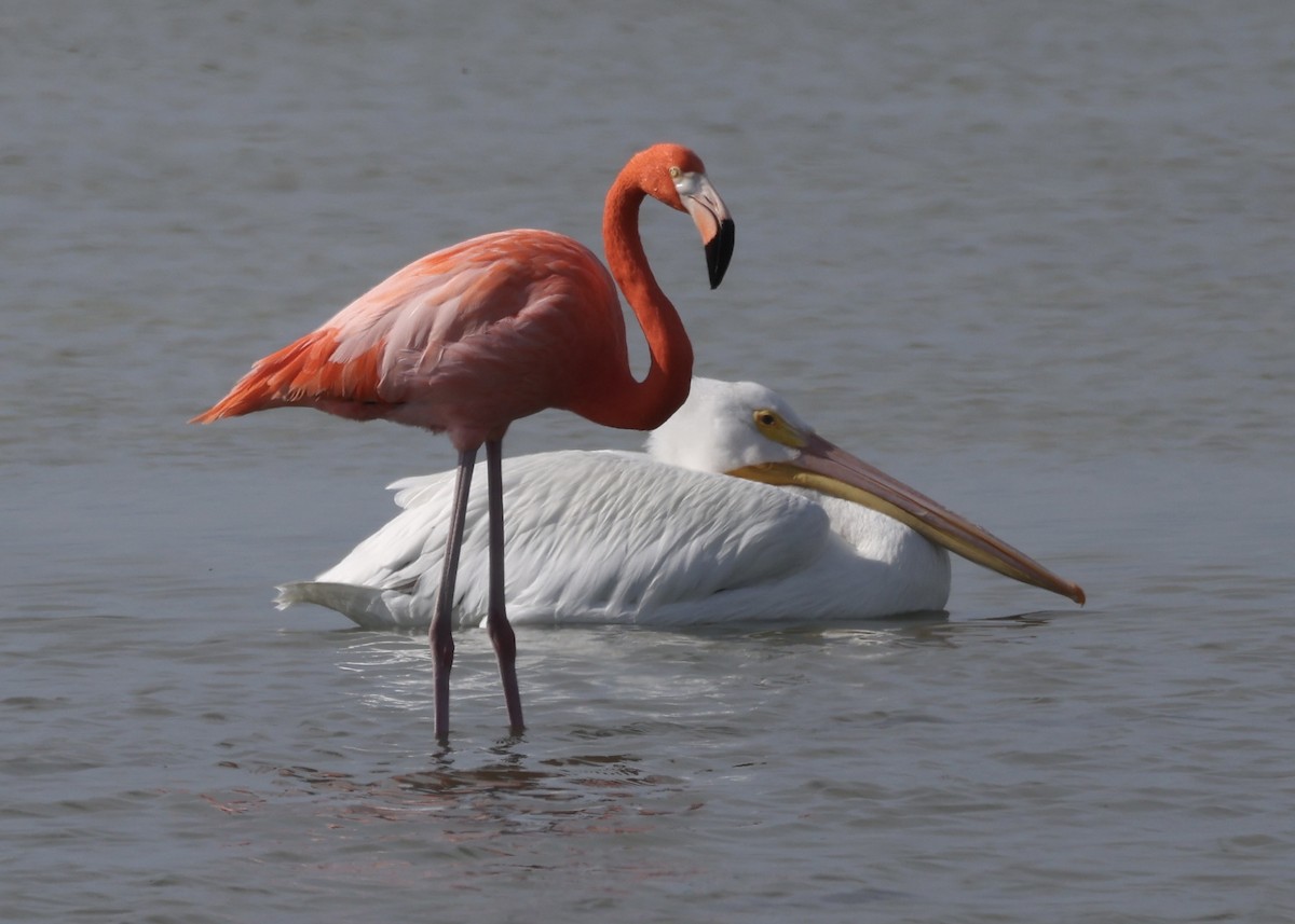 Amerika Flamingosu - ML645989017