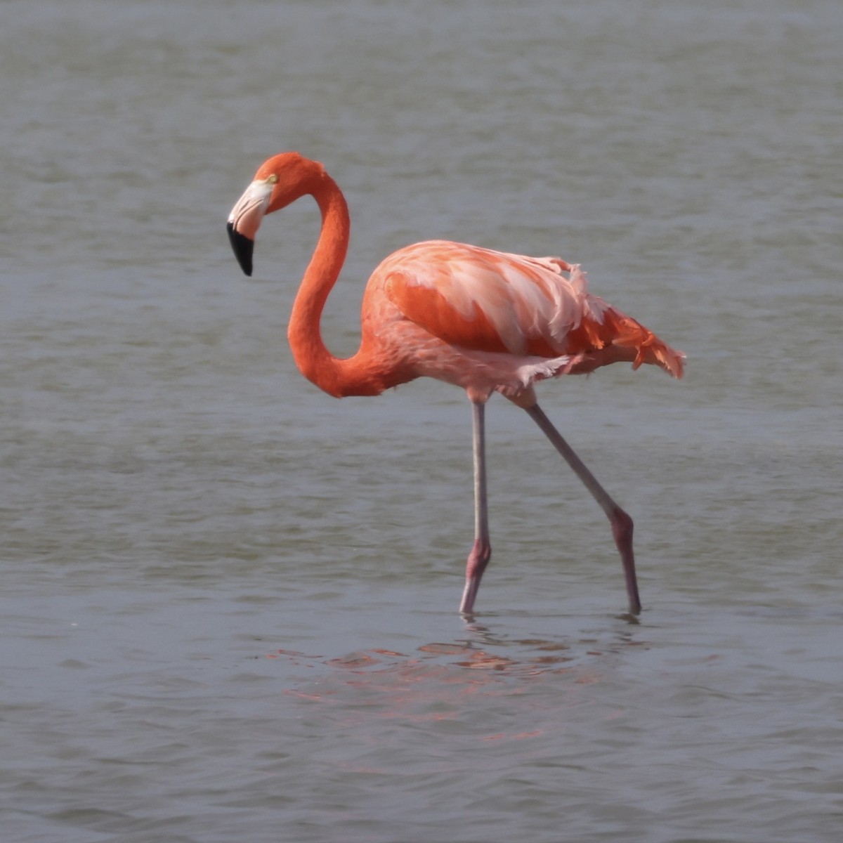 Amerika Flamingosu - ML645989018