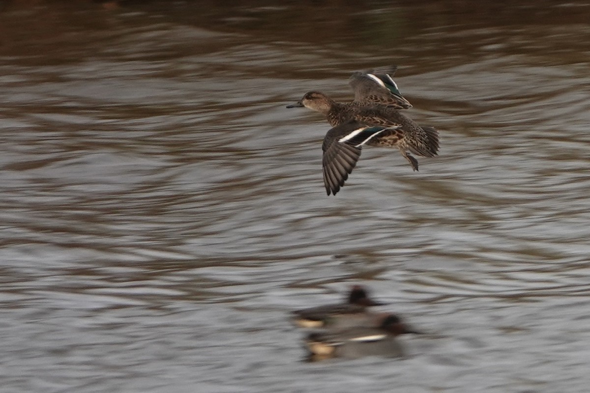 Çamurcun - ML645989020