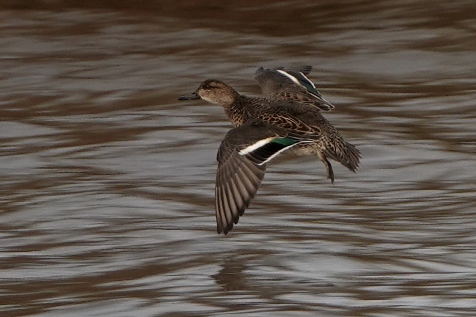 Çamurcun - ML645989021