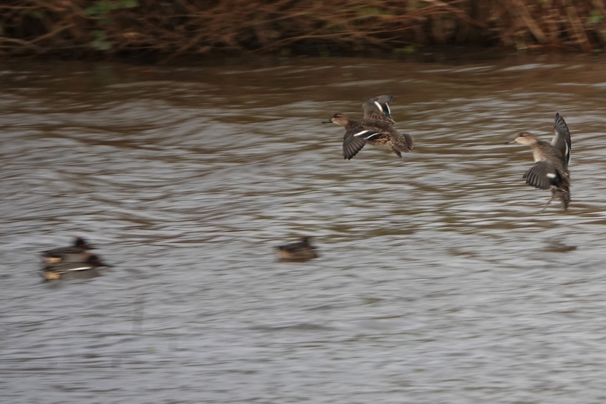 Çamurcun - ML645989022