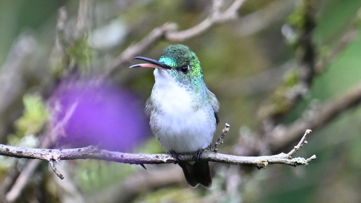 And Zümrütü - ML645989023