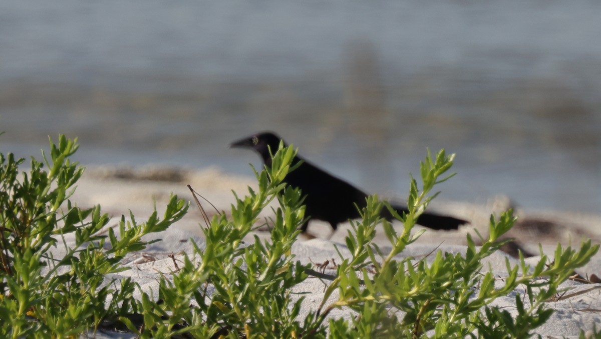 Mor Kiskal - ML645989024