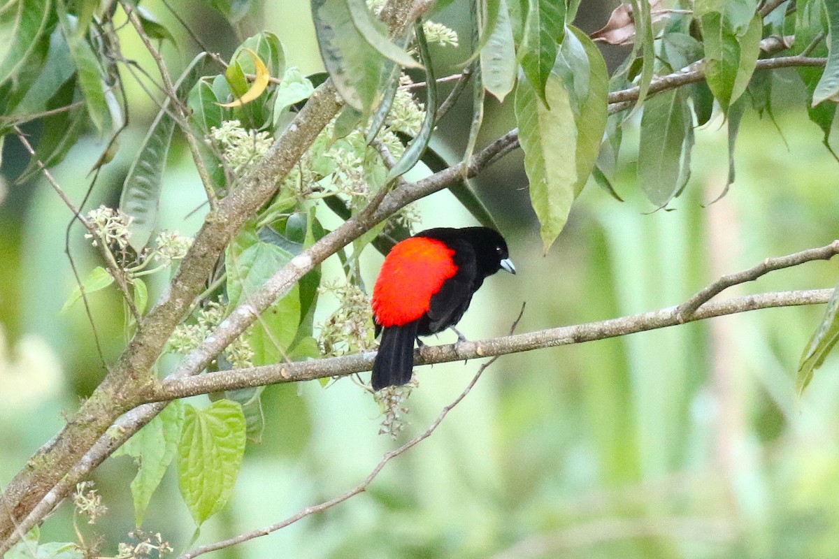 Al Sokumlu Tangara (passerinii) - ML645989025