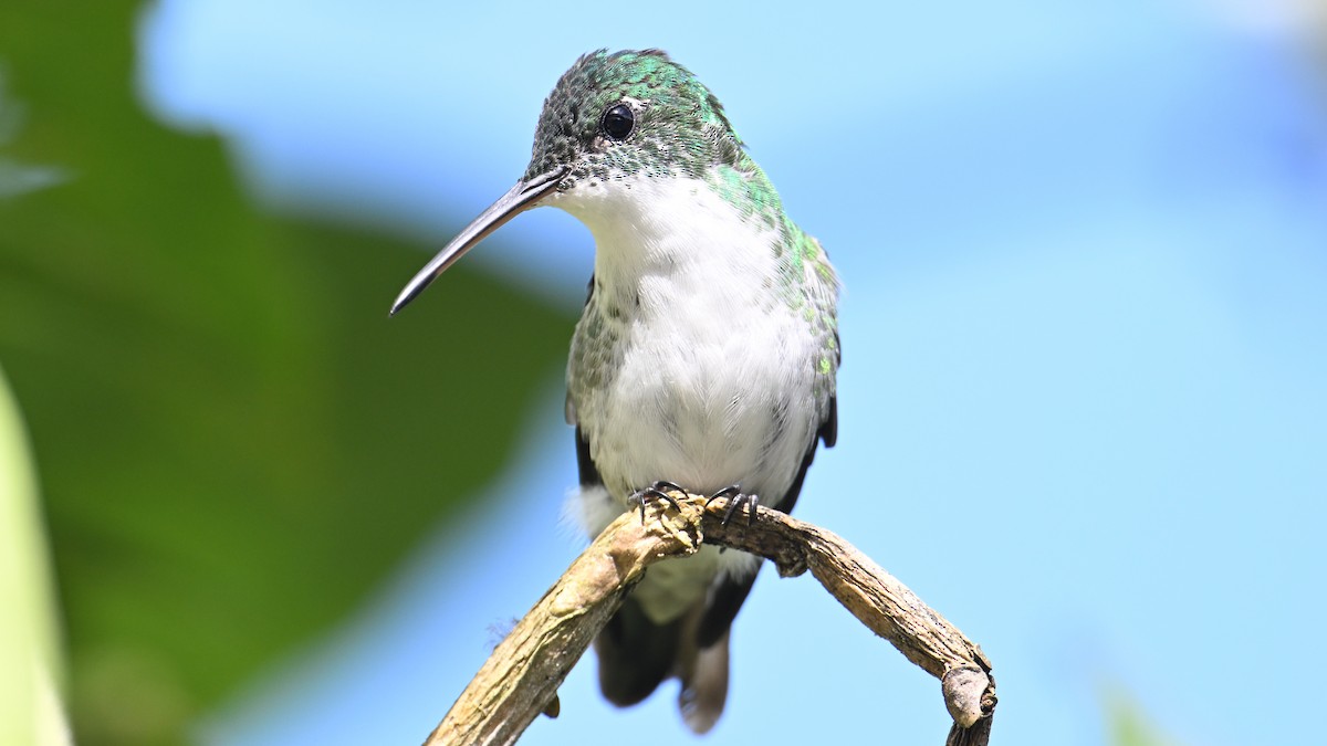 And Zümrütü - ML645989027