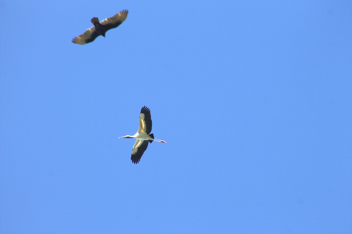 Hindi Akbabası - ML645989032