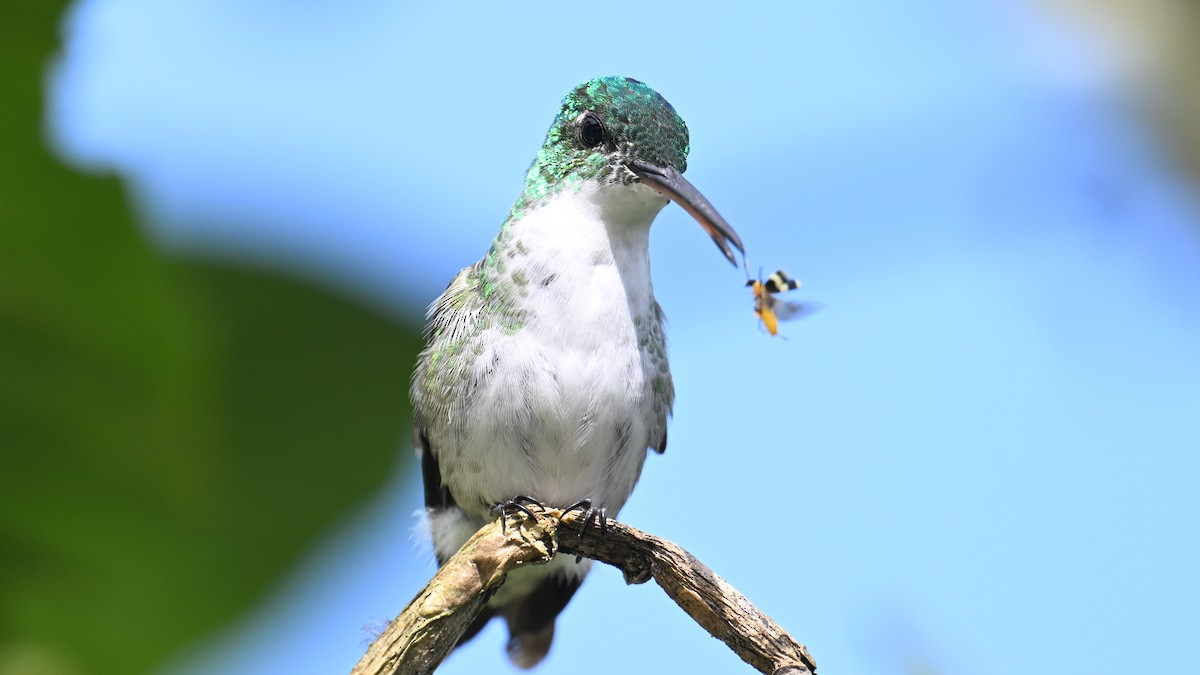 And Zümrütü - ML645989033