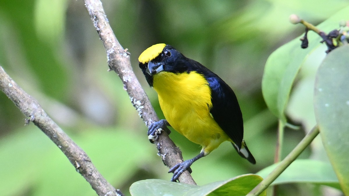 Kalın Gagalı Öfonya - ML645989035