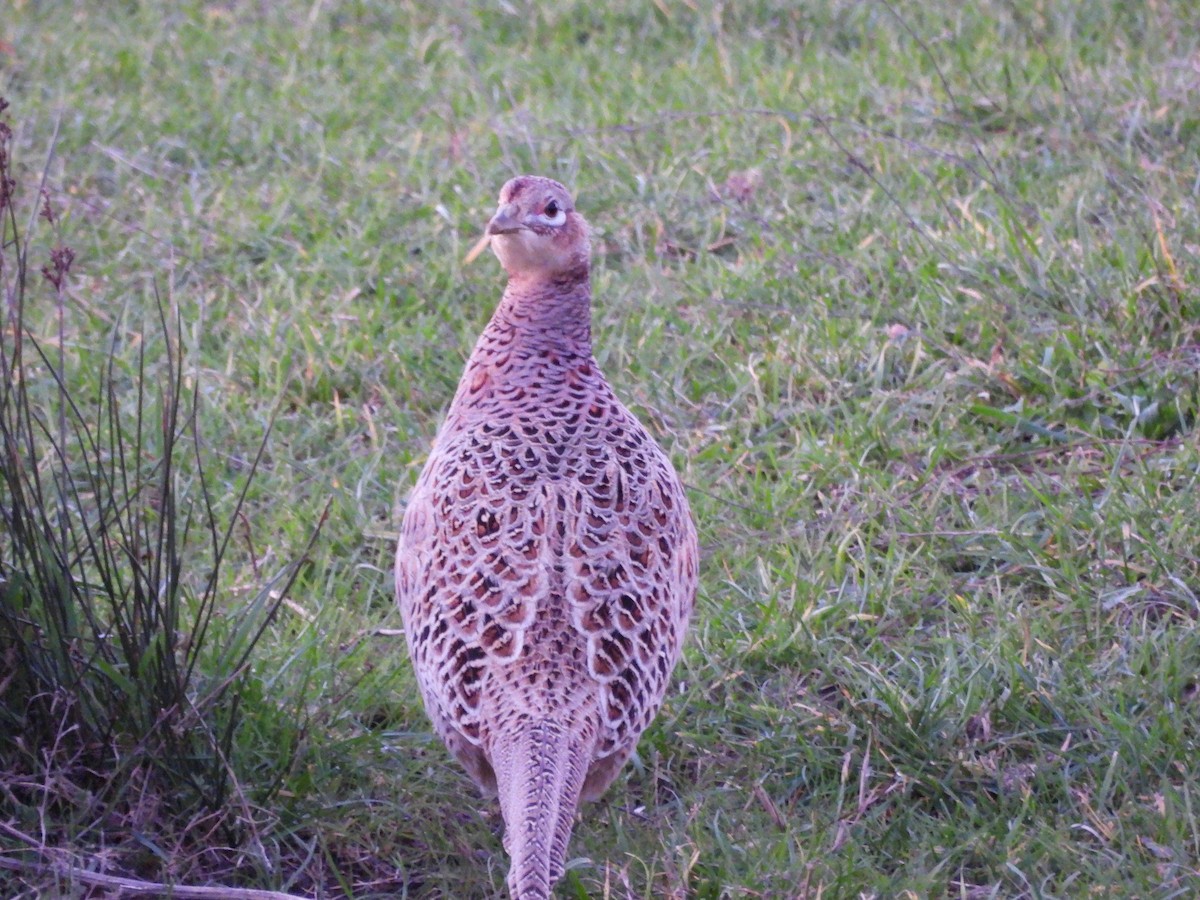 Sülün - ML645989037