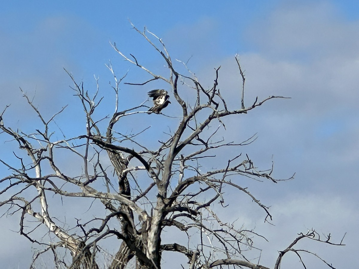 Ak Başlı Kartal - ML645989038