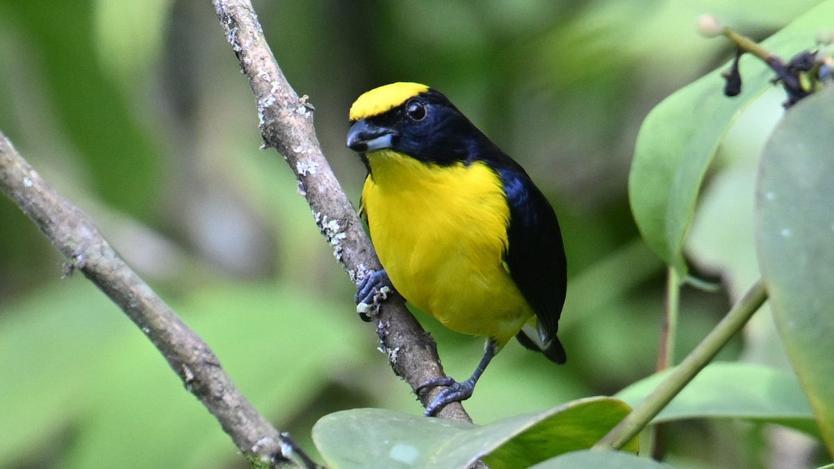 Kalın Gagalı Öfonya - ML645989039