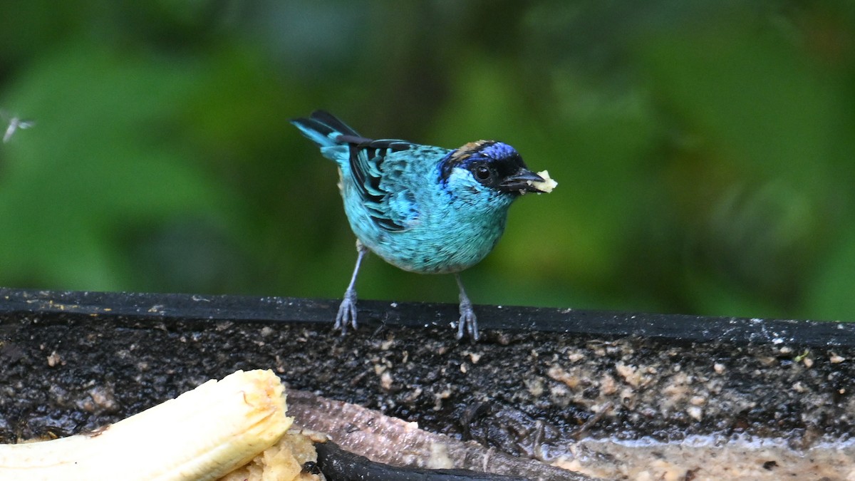 Altın Enseli Tangara - ML645989040