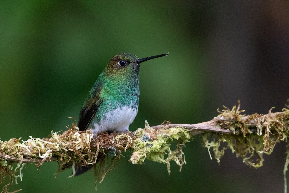 Bakır Rengi Pufayak - ML645989041