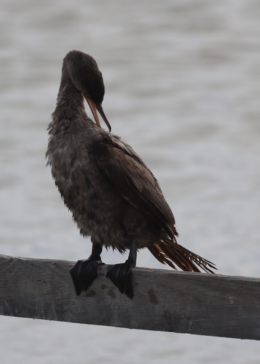 Neotropikal Karabatak - ML645989042