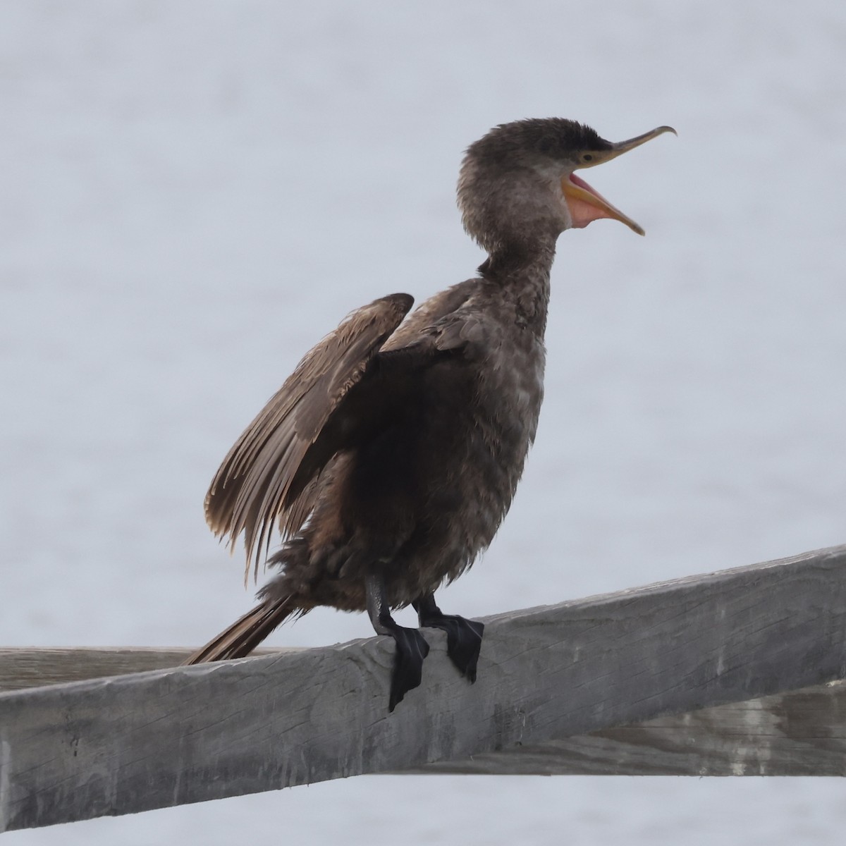 Neotropikal Karabatak - ML645989043