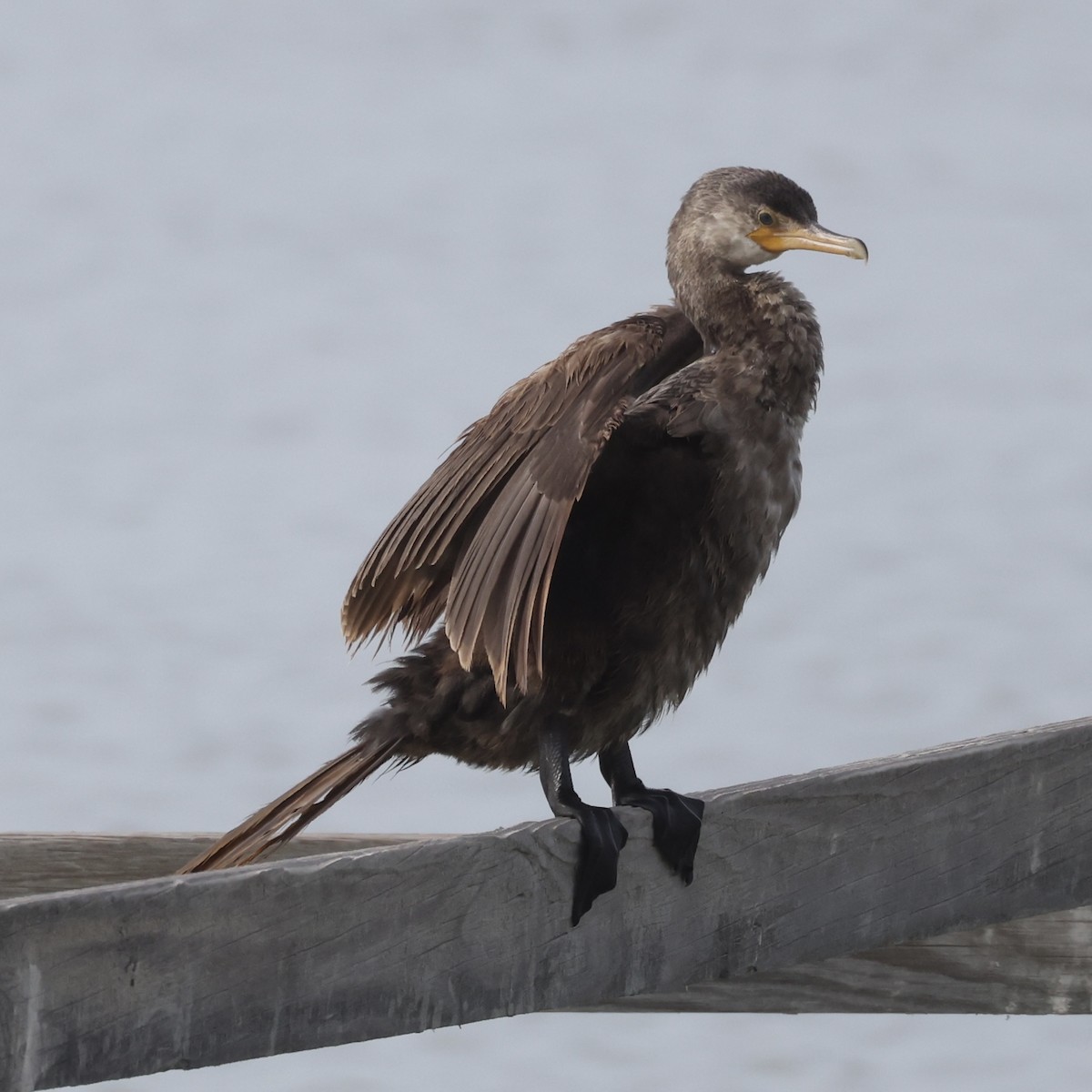 Neotropikal Karabatak - ML645989044