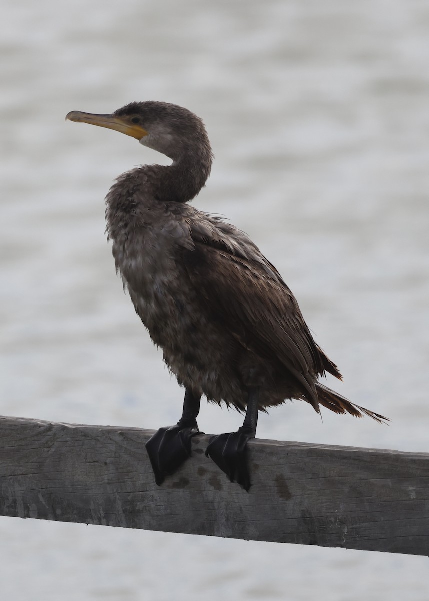 Neotropikal Karabatak - ML645989045