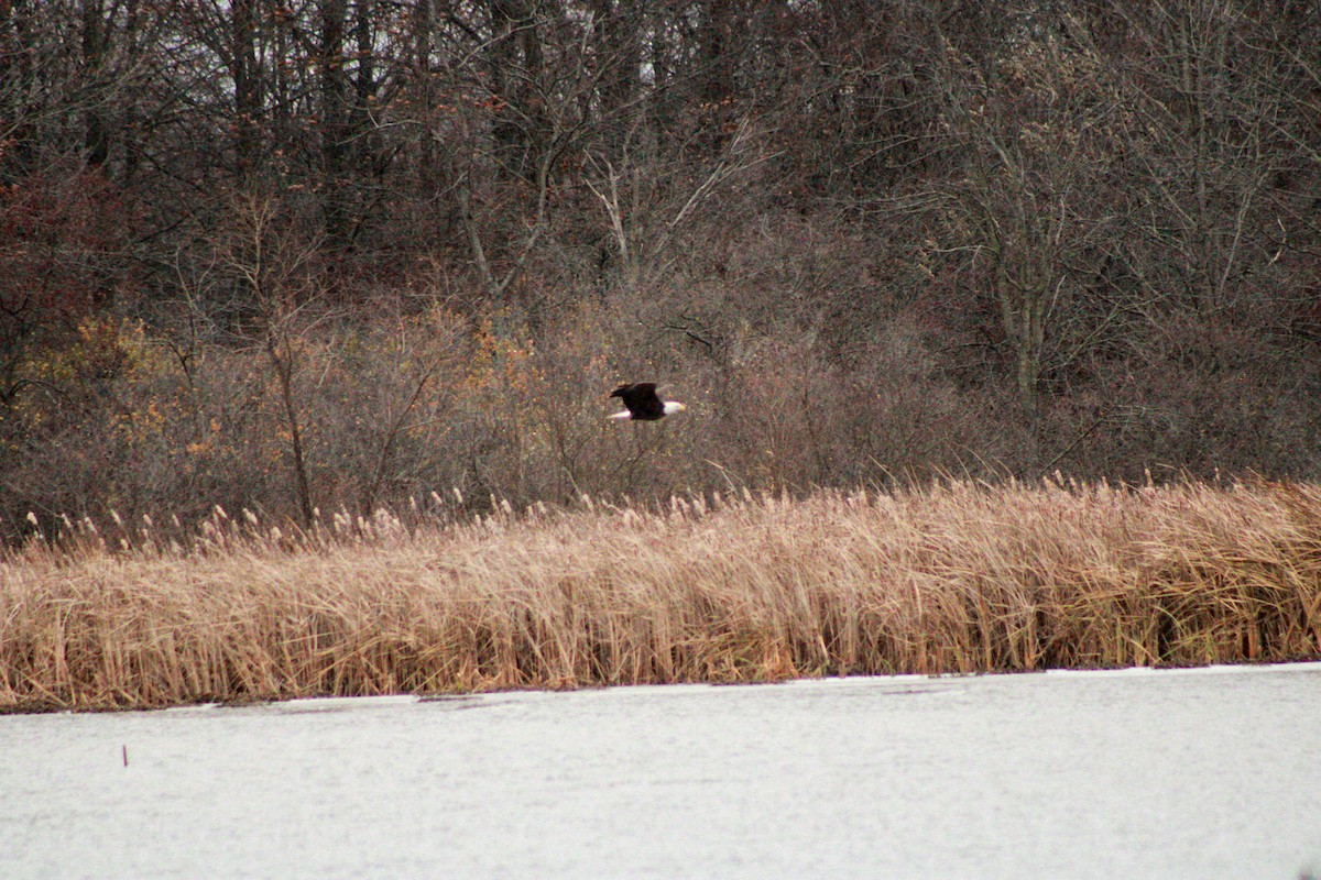 Ak Başlı Kartal - ML645989050