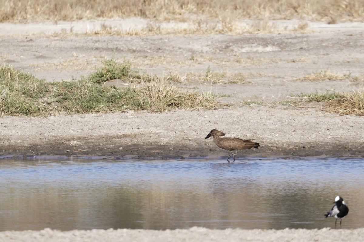 Çekiçkafa - ML645989051