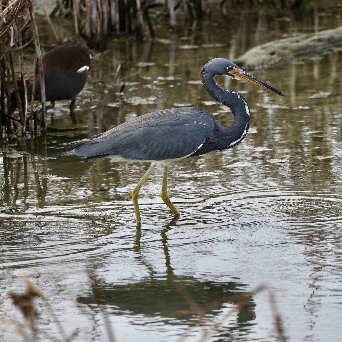 Üç Renkli Balıkçıl - ML645989052