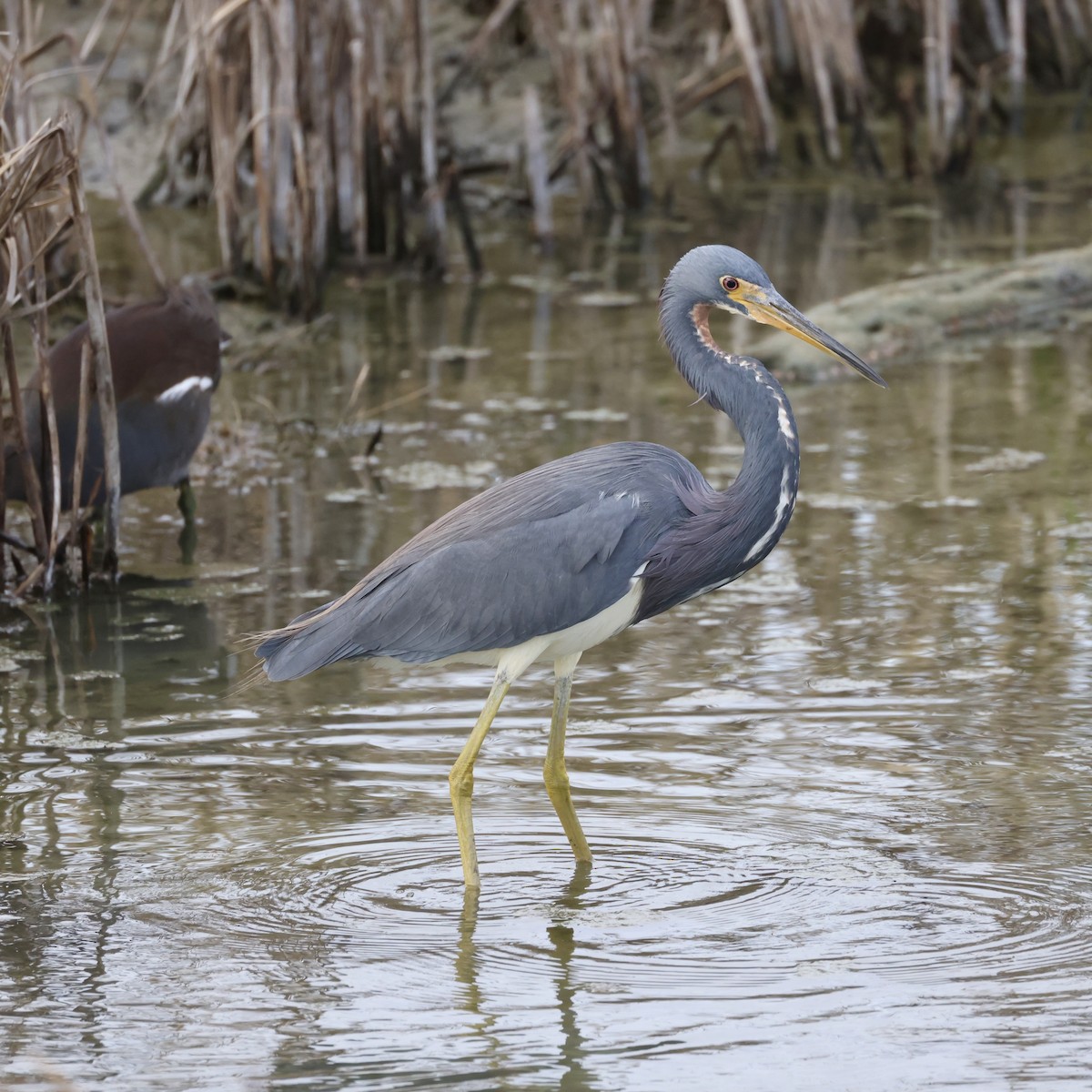 Üç Renkli Balıkçıl - ML645989053