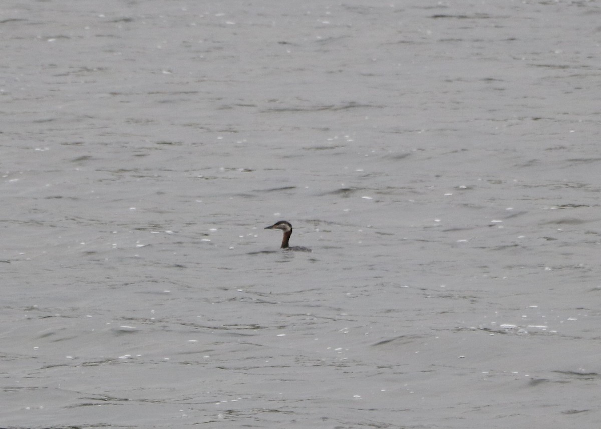 Red-necked Grebe - ML645989055