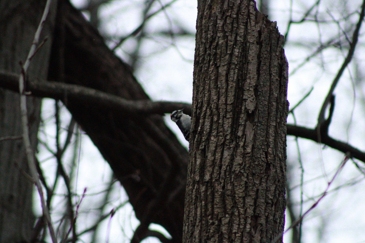 Yumuşak Tüylü Ağaçkakan - ML645989056