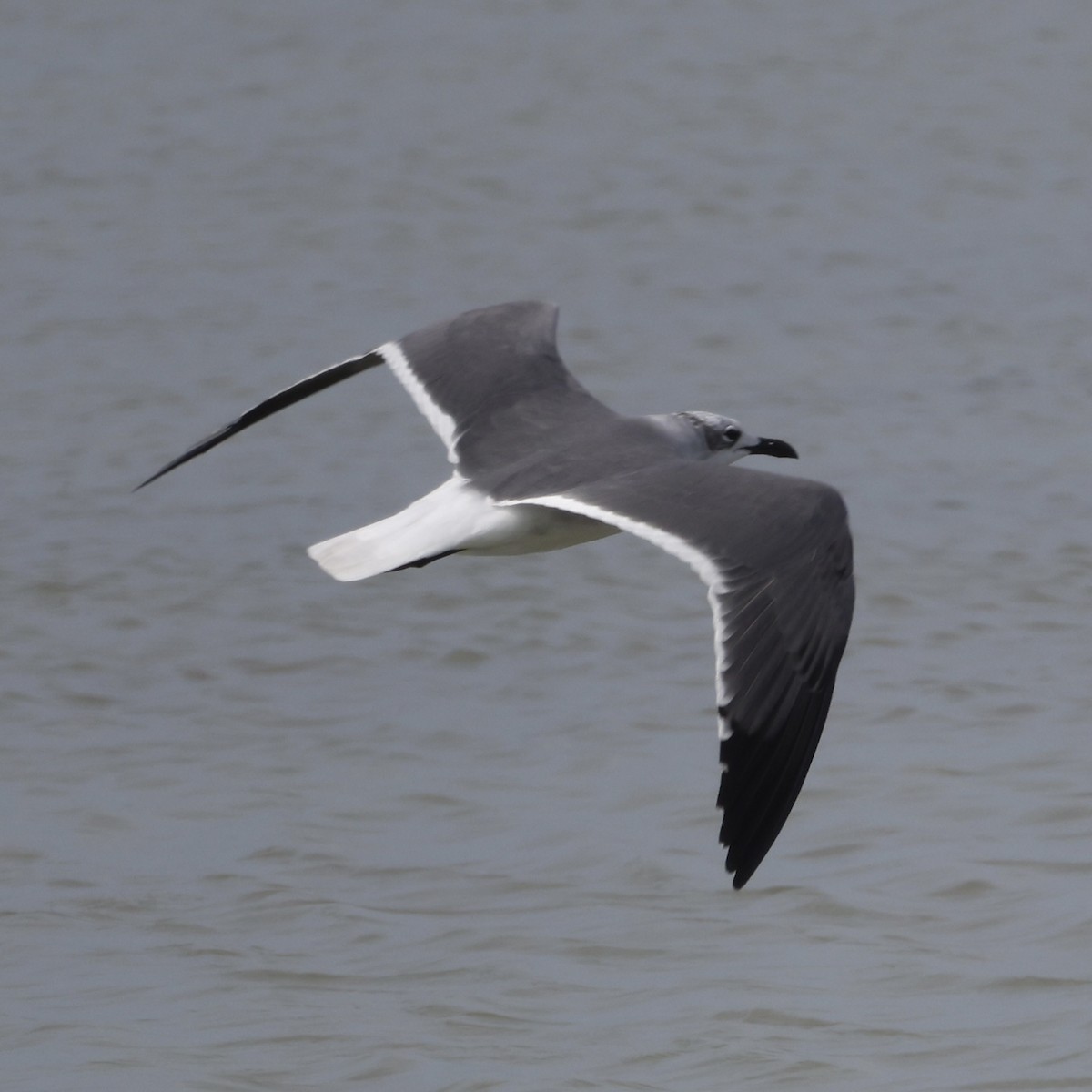 Ацтекская чайка - ML645989059