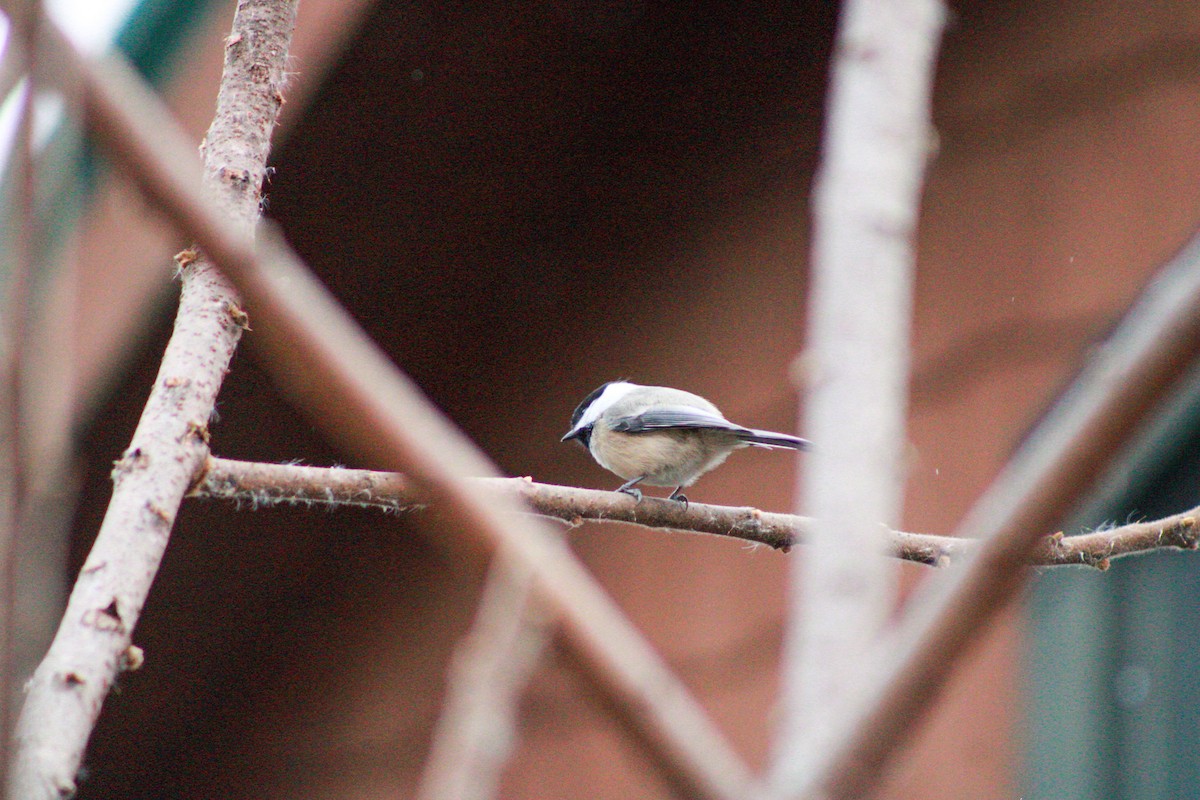 Black-capped Chickadee - ML645989062
