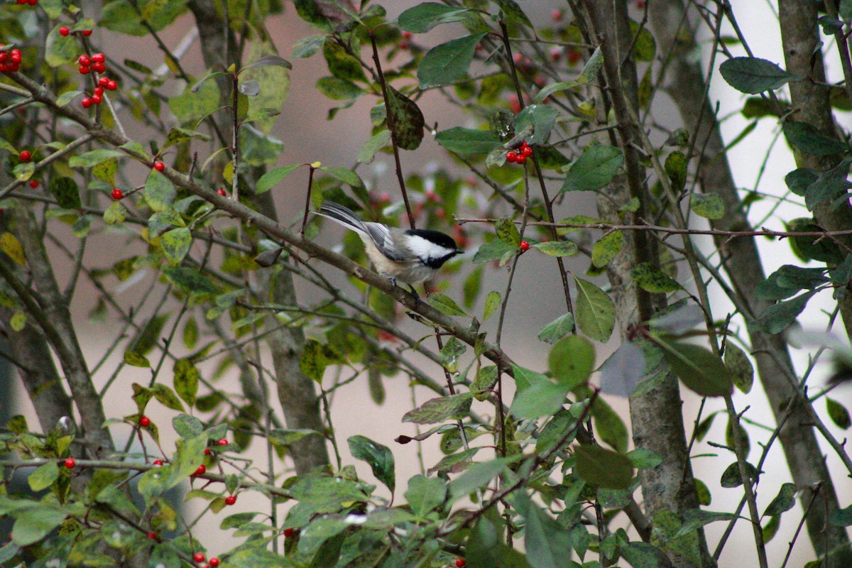 Black-capped Chickadee - ML645989063