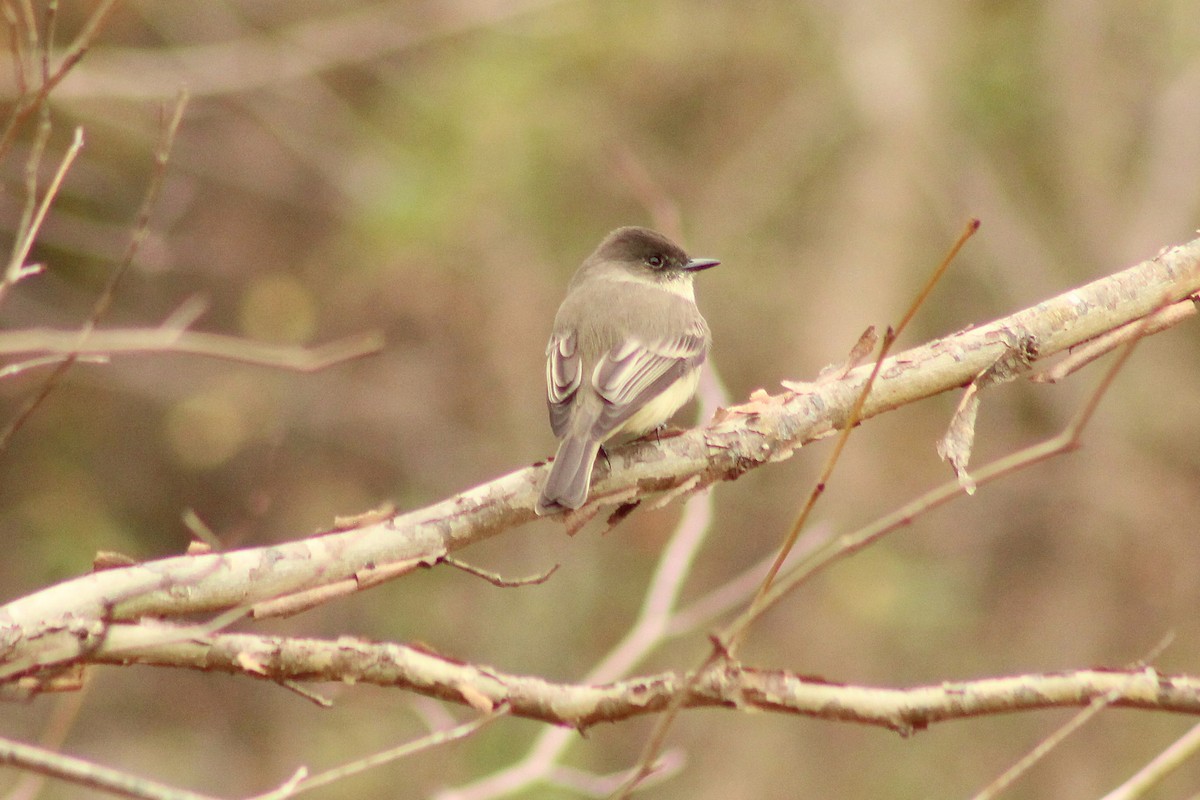 Eastern Phoebe - ML645989064