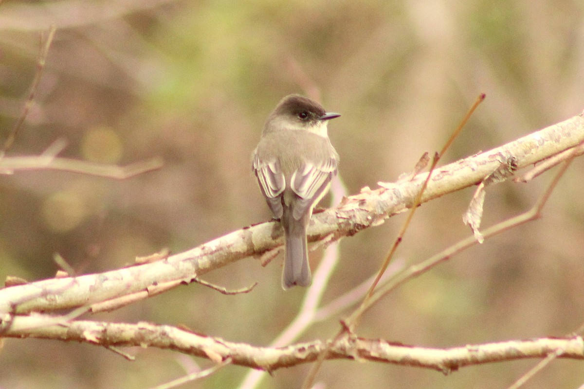 Eastern Phoebe - ML645989065