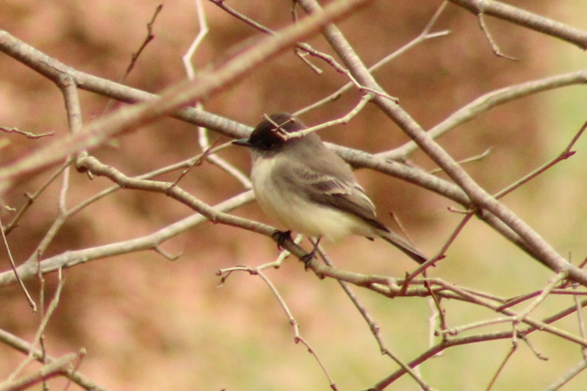 Eastern Phoebe - ML645989066