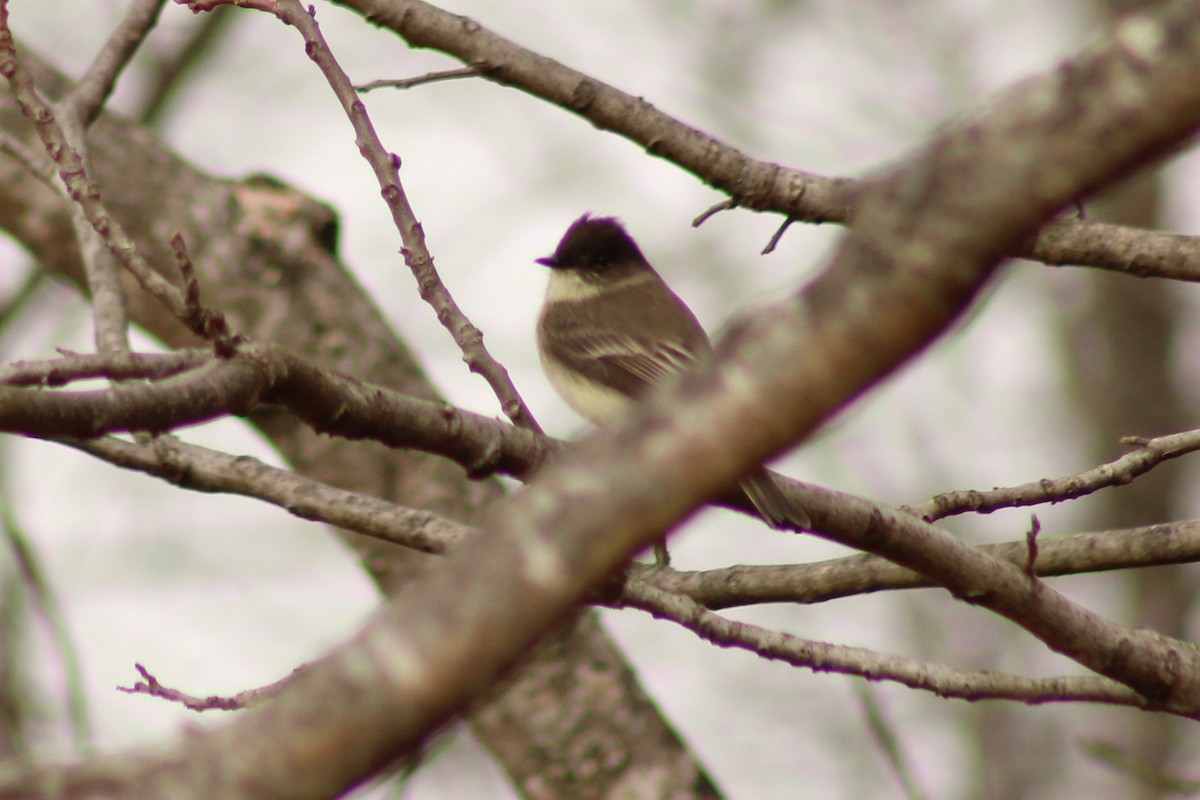 Eastern Phoebe - ML645989067