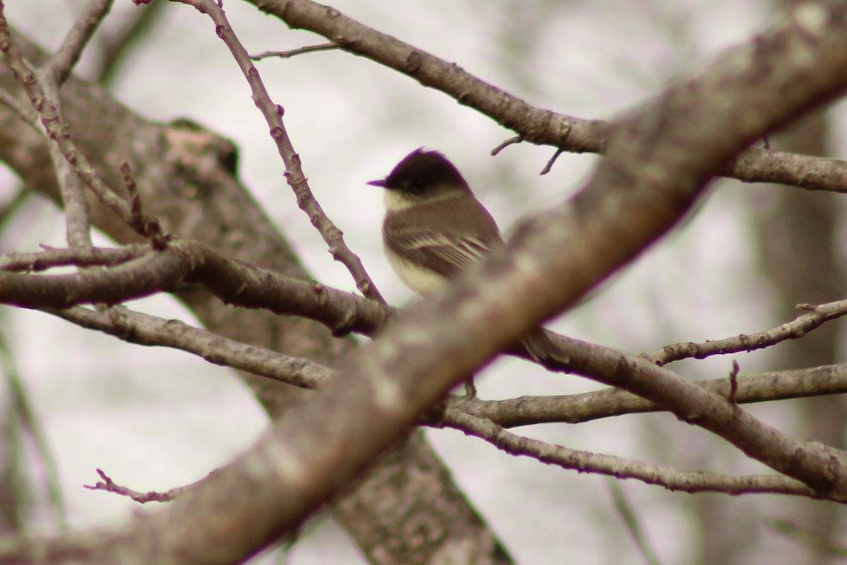 Eastern Phoebe - ML645989071