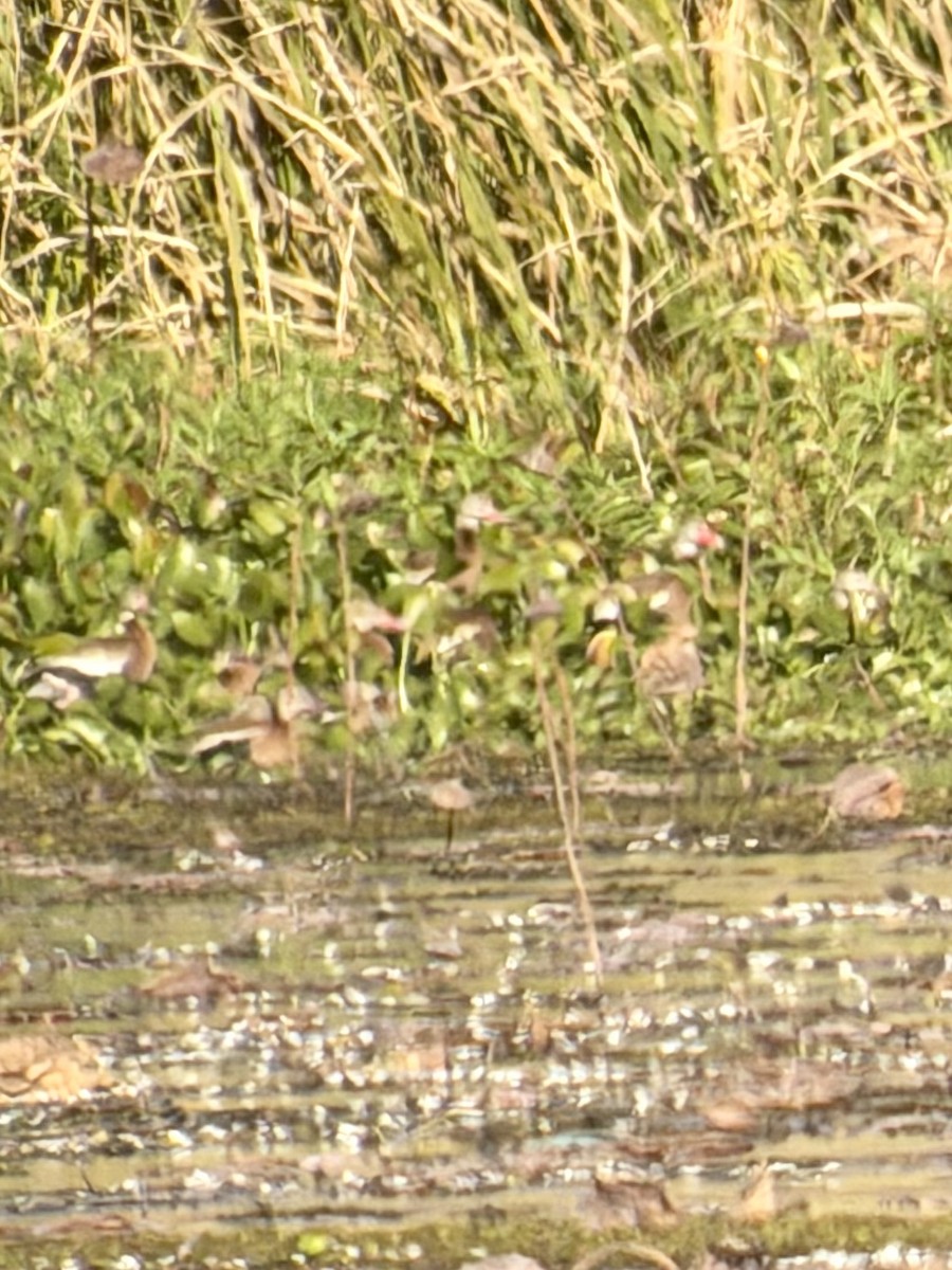 Dendrocigna beccorosso - ML645989072