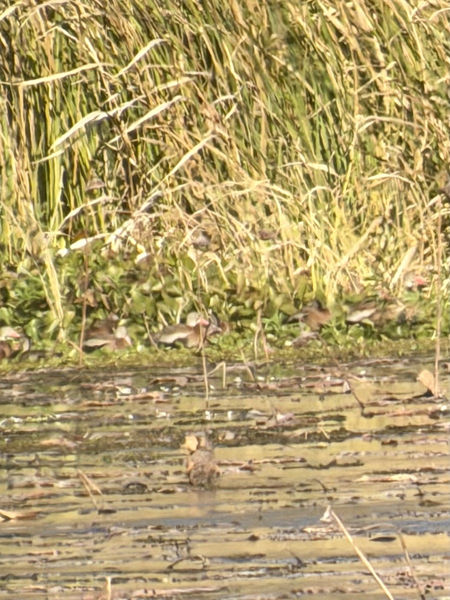 Dendrocigna beccorosso - ML645989073