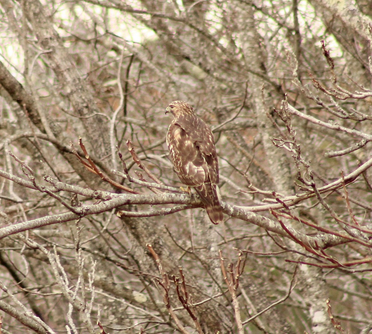 Red-shouldered Hawk - ML645989079