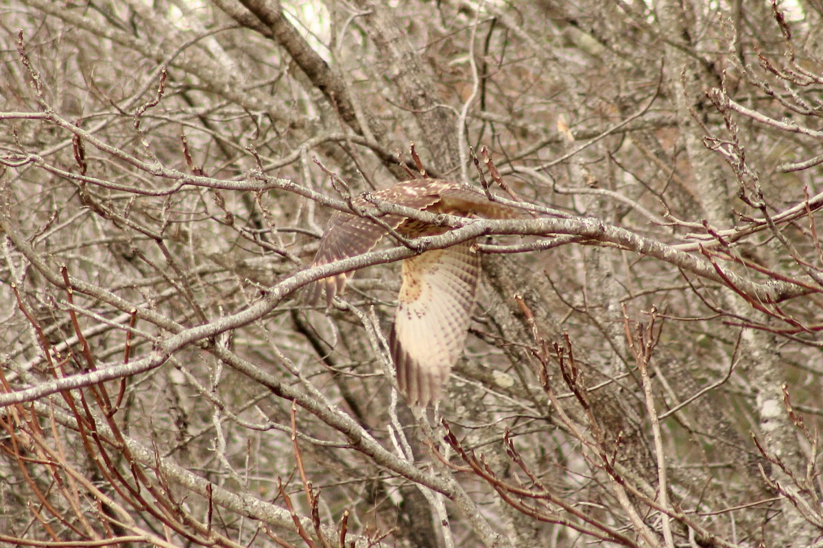 Red-shouldered Hawk - ML645989081