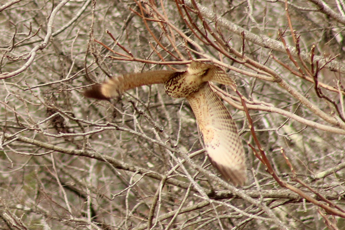 Red-shouldered Hawk - ML645989082
