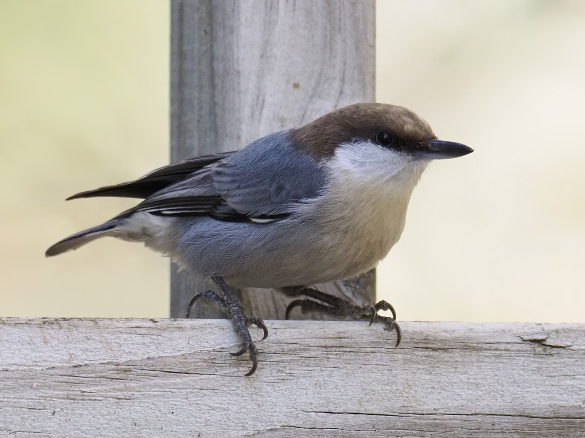 Повзик малий - ML645989083