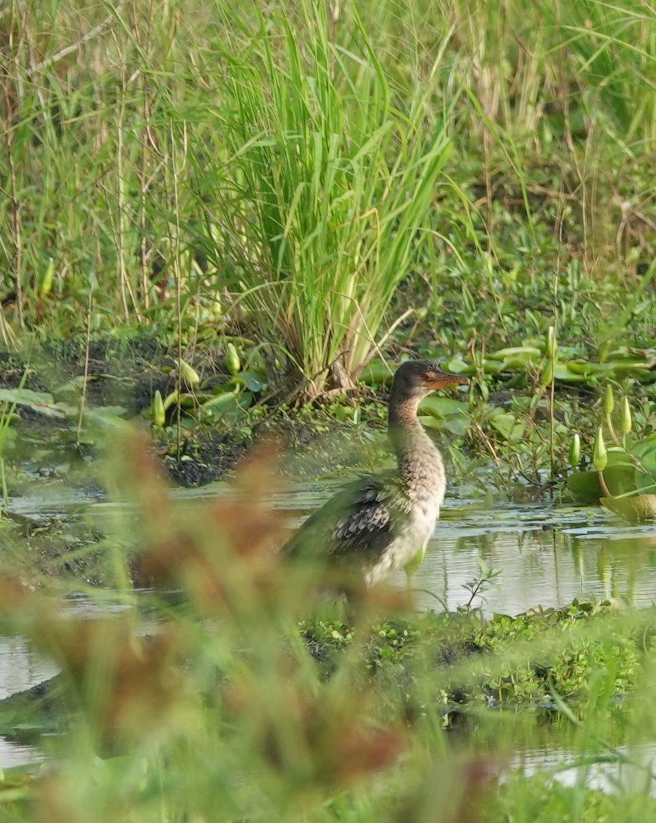 Riedscharbe - ML645989084