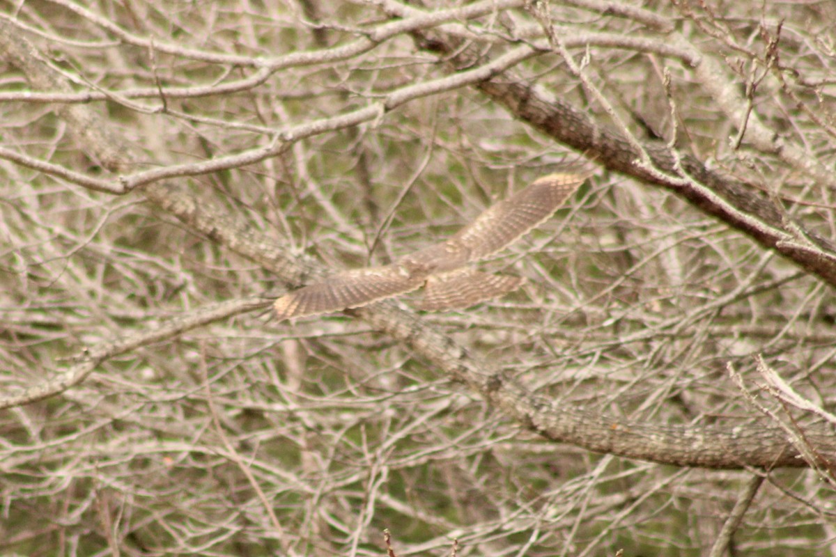 Red-shouldered Hawk - ML645989086