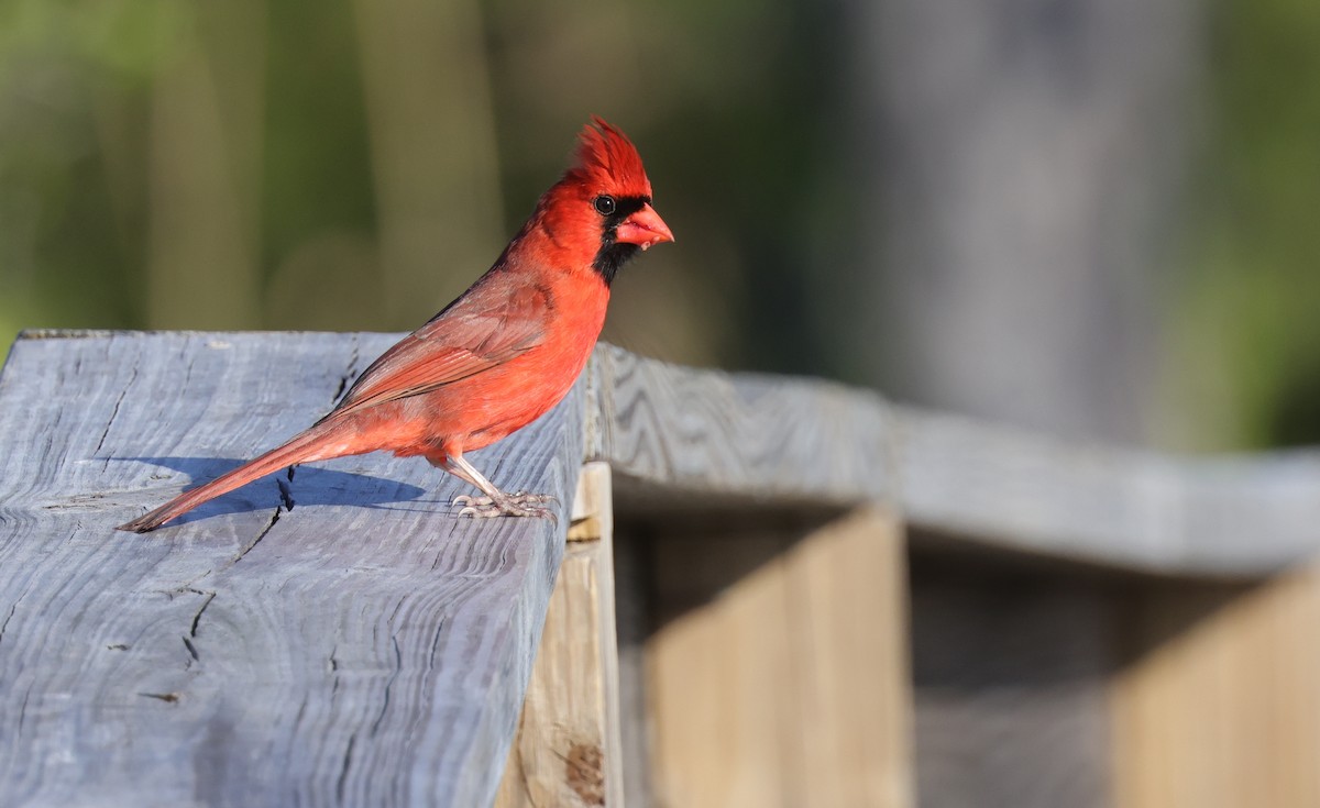 ショウジョウコウカンチョウ - ML645989090