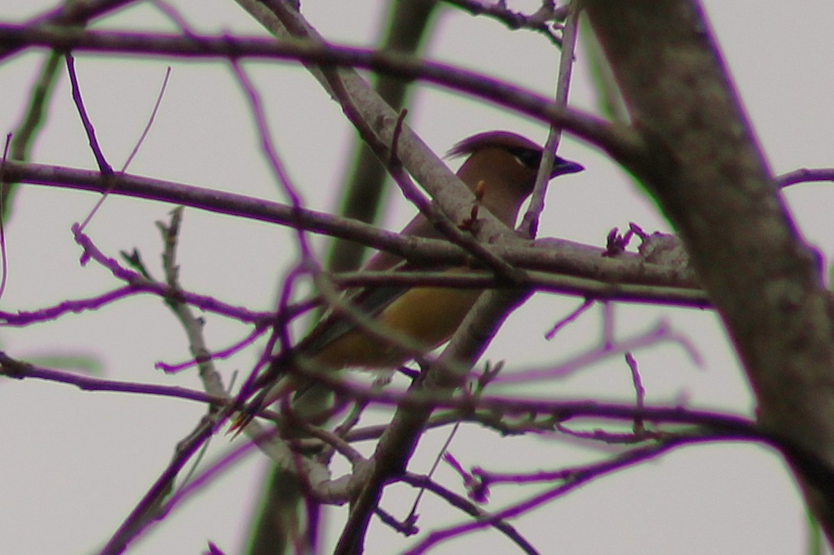 Cedar Waxwing - ML645989103
