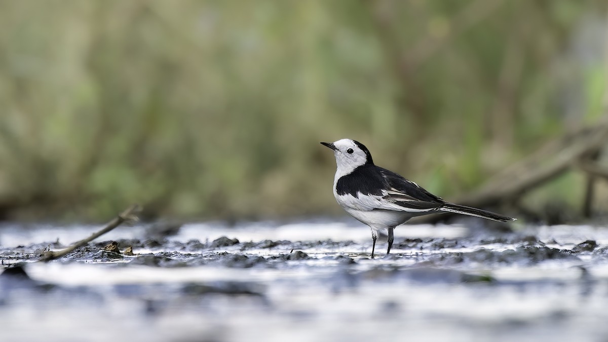 White Wagtail - ML645989132