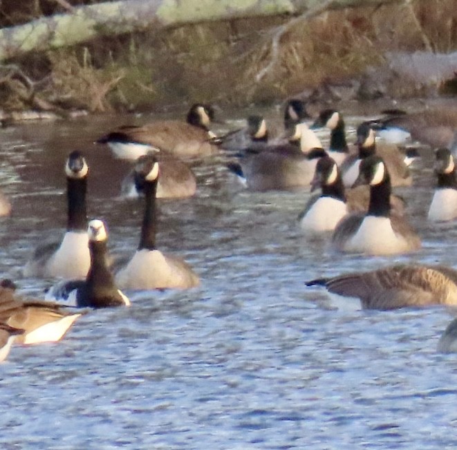 Barnacle Goose - ML645989145